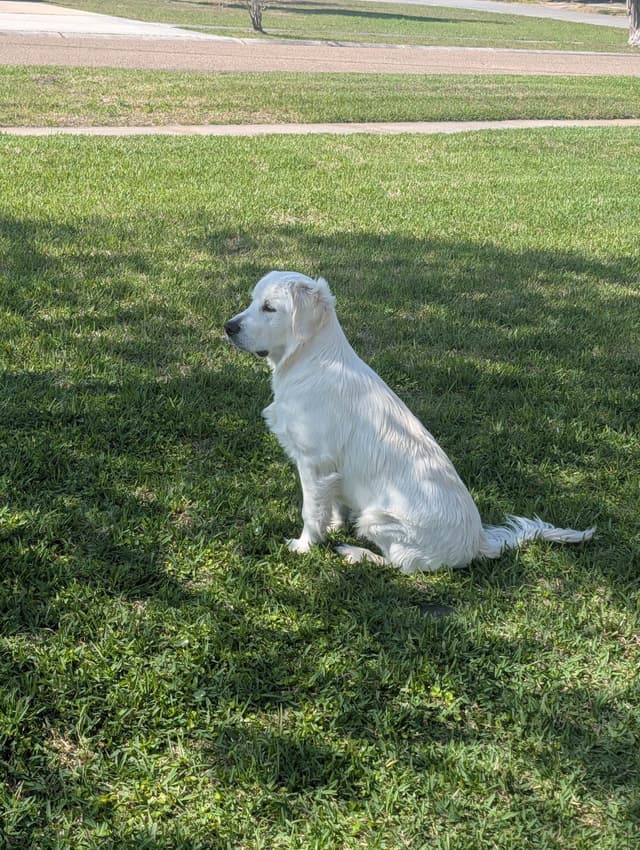 English Cream Golden Retriever Puppies media 6