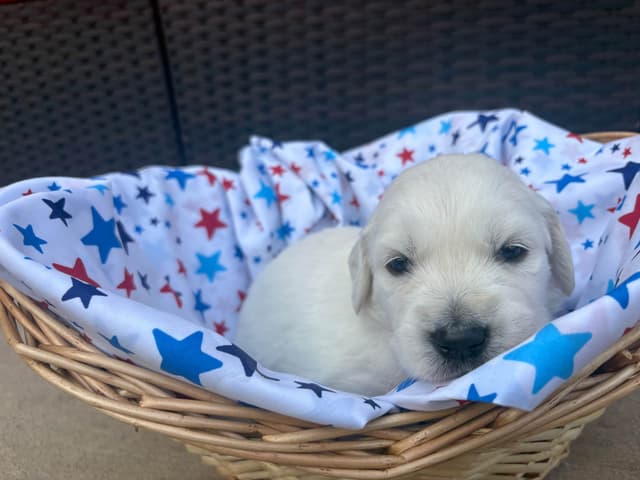 English Cream Golden Retriever Puppies media 8
