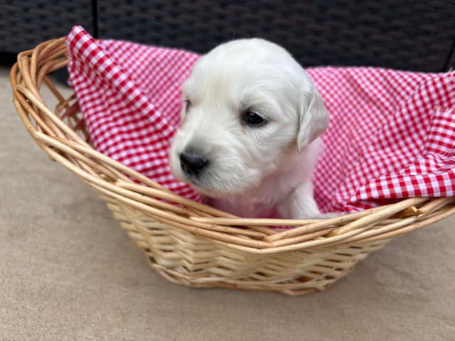 English Cream Golden Retriever Puppies media 7