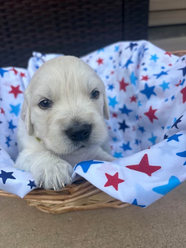 English Cream Golden Retriever Puppies media 9
