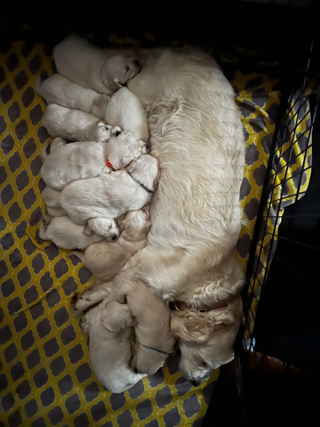 English Cream Golden Retriever Puppies media 10