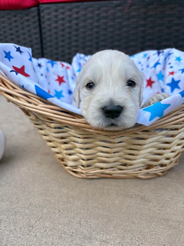 English Cream Golden Retriever Puppies media 12