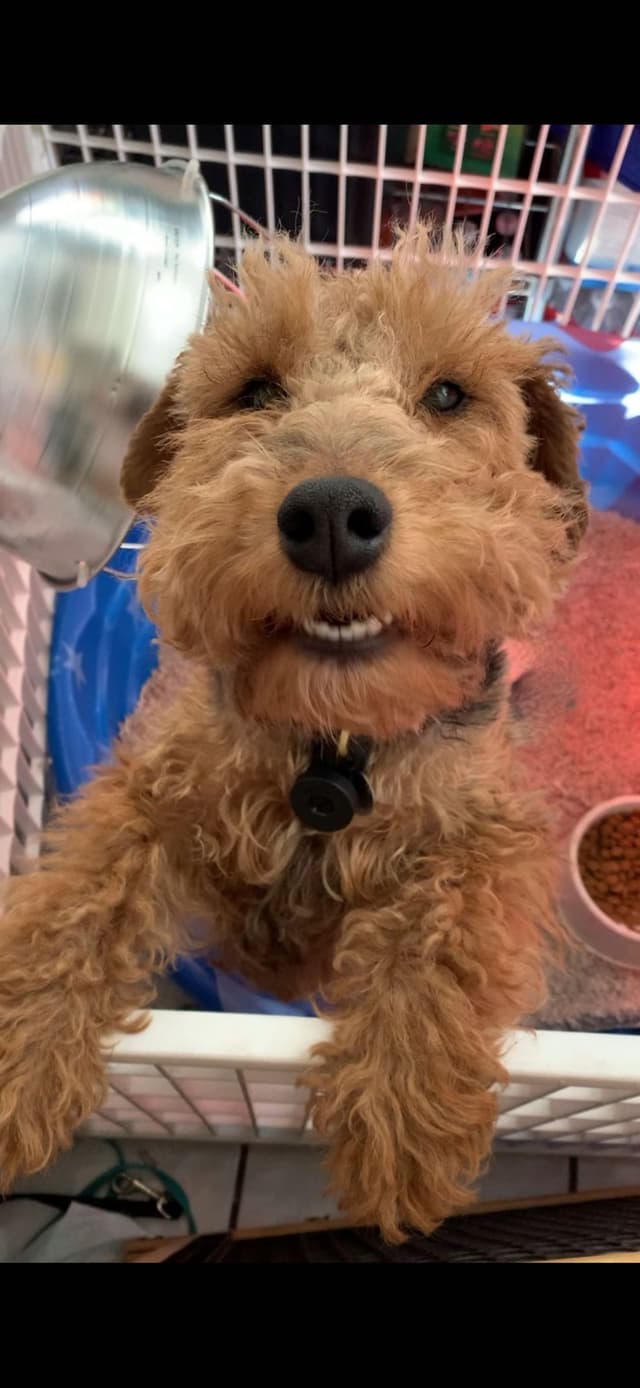 Welsh Terrier Puppies media 3