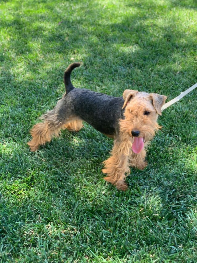 Welsh Terrier Puppies media 4