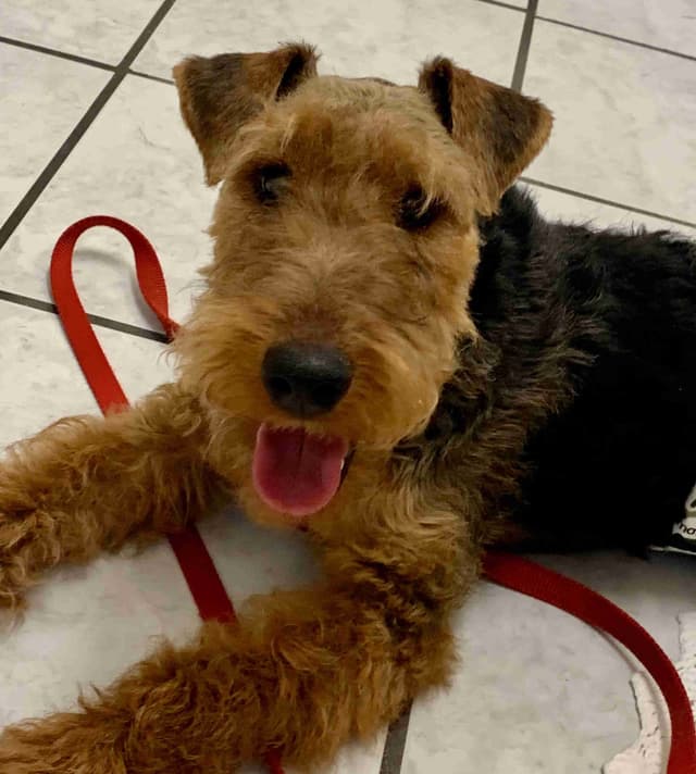 Welsh Terrier Puppies media 5