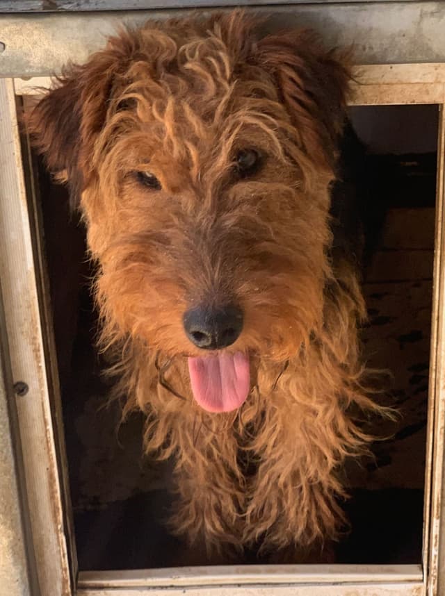 Welsh Terrier Puppies media 6