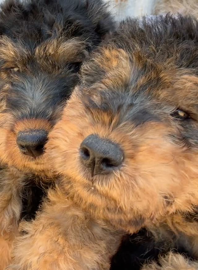 Welsh Terrier Puppies media 2