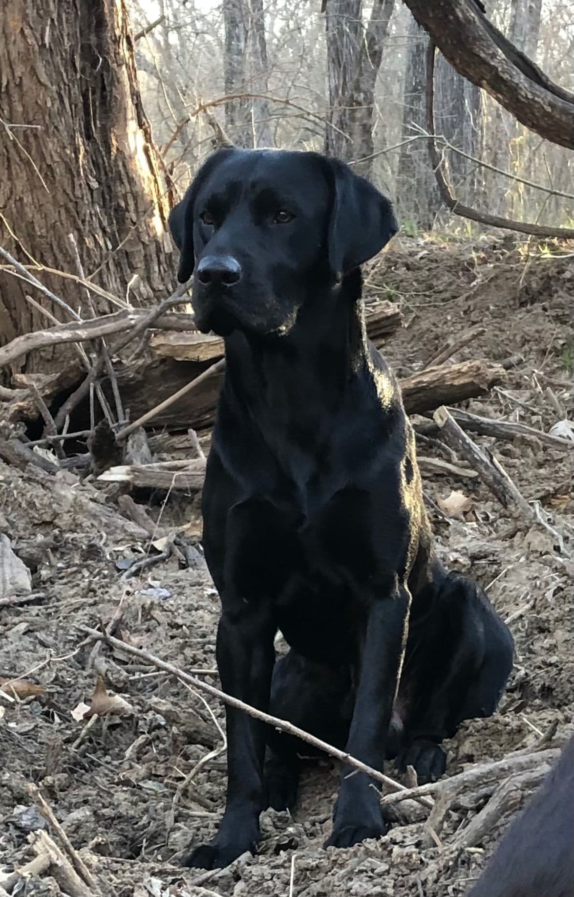 Labrador Retriever Puppies breeder image 2