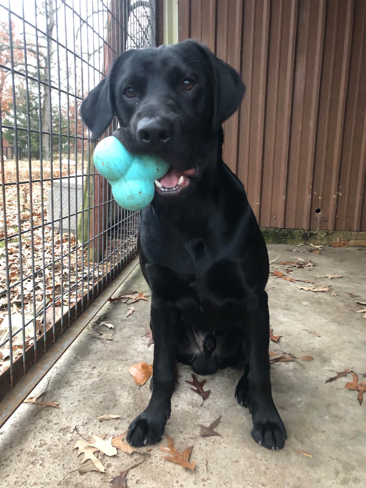 Labrador Retriever Puppies breeder image 3