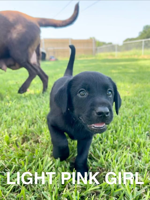 Labrador Retriever Puppies media 15