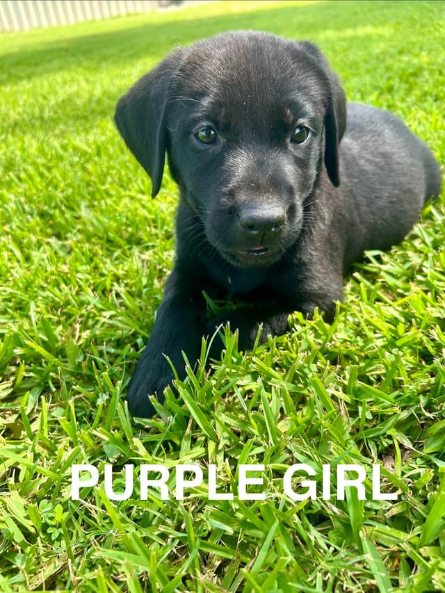 Labrador Retriever Puppies media 4