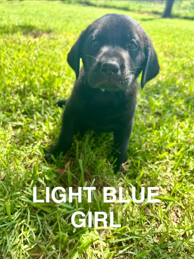 Labrador Retriever Puppies media 7