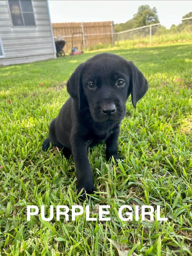 Labrador Retriever Puppies media 3