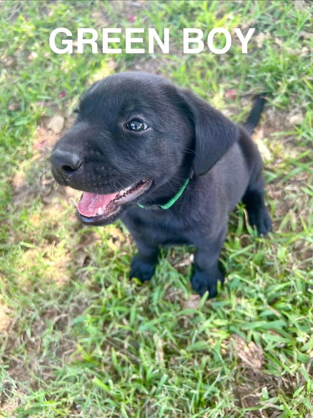 Labrador Retriever Puppies media 24