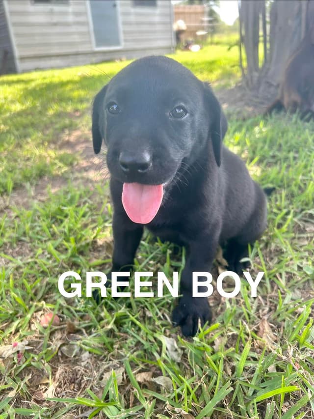 Labrador Retriever Puppies media 25