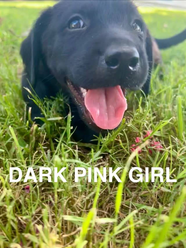 Labrador Retriever Puppies media 12