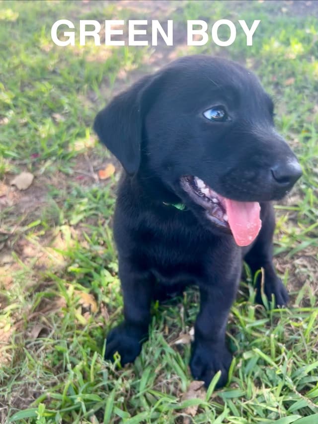 Labrador Retriever Puppies media 23