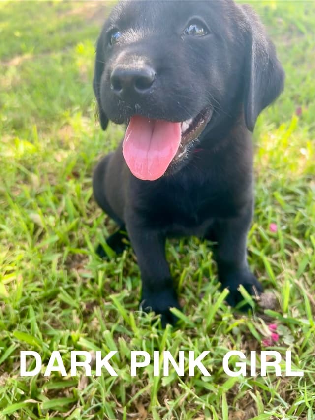 Labrador Retriever Puppies media 11
