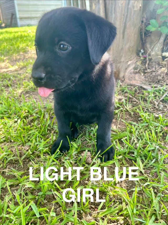 Labrador Retriever Puppies media 10