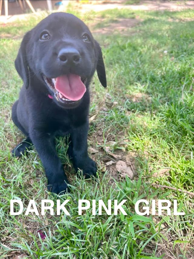 Labrador Retriever Puppies media 14