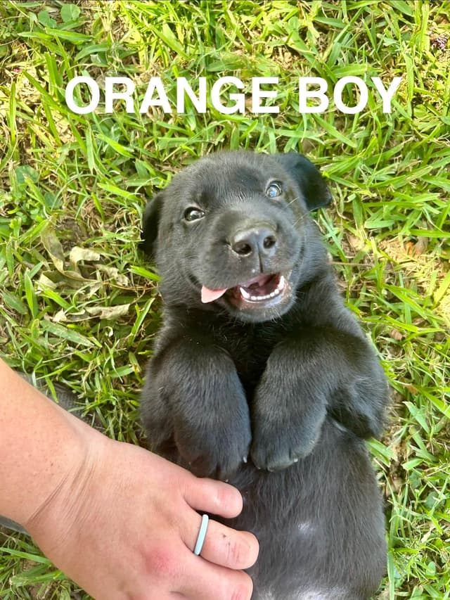 Labrador Retriever Puppies media 30