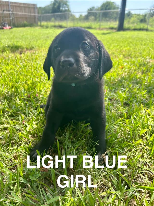 Labrador Retriever Puppies media 9
