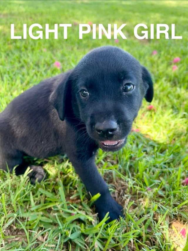 Labrador Retriever Puppies media 16