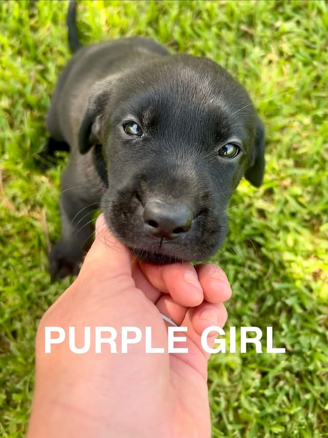 Labrador Retriever Puppies media 5