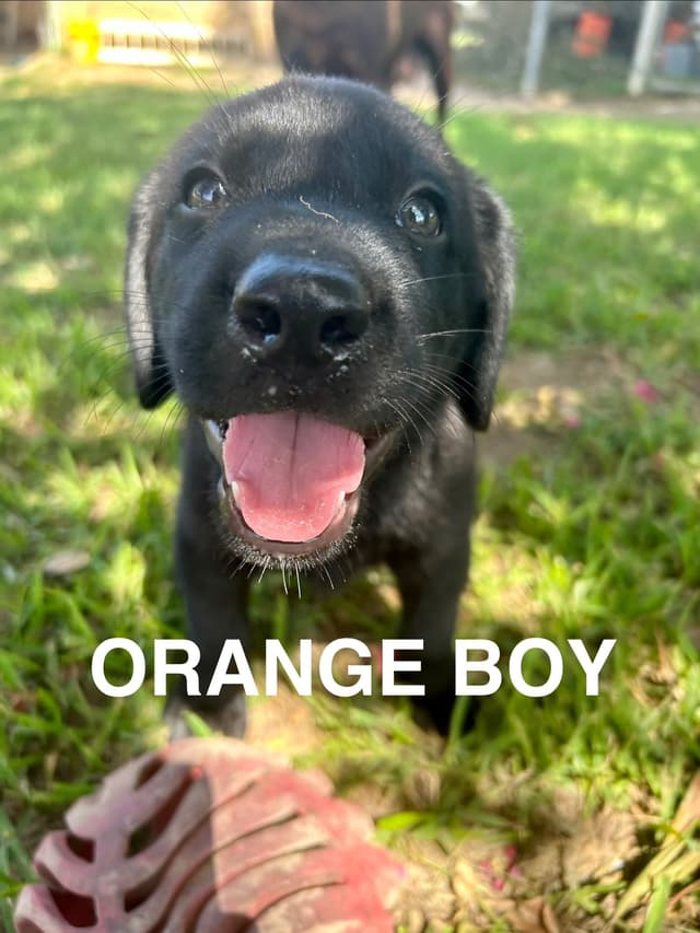 Labrador Retriever Puppies media 28
