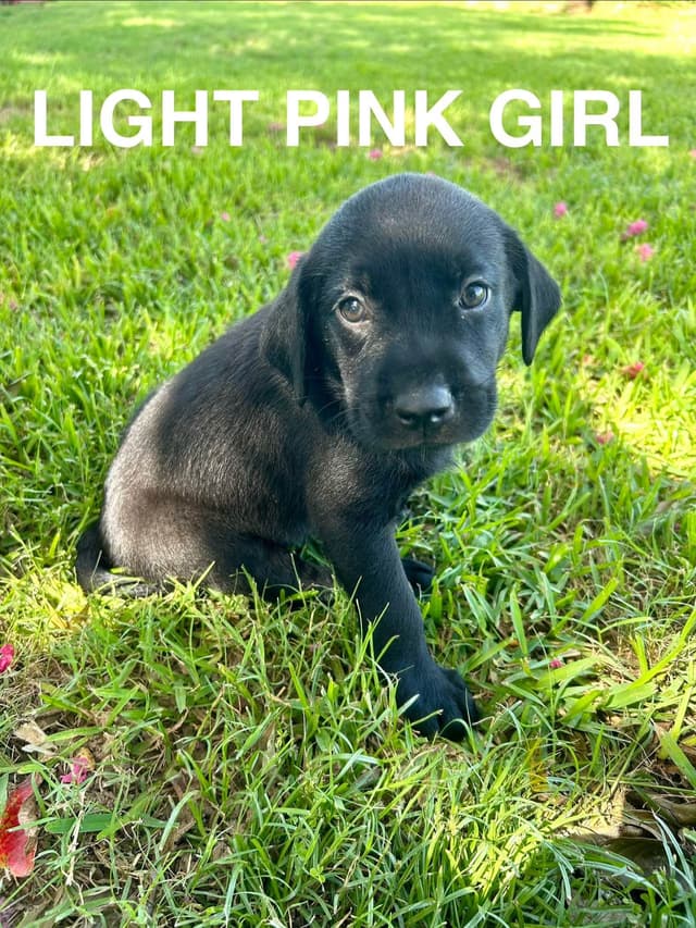 Labrador Retriever Puppies media 17