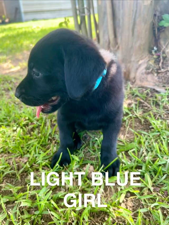 Labrador Retriever Puppies media 8