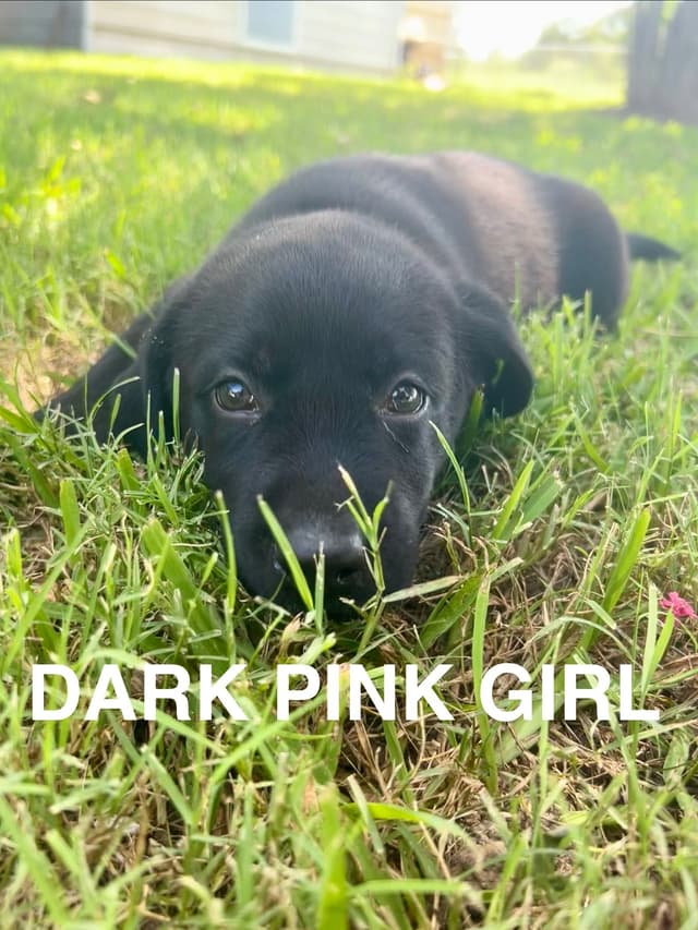 Labrador Retriever Puppies media 13