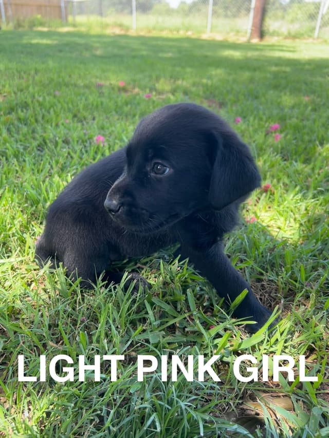 Labrador Retriever Puppies media 18