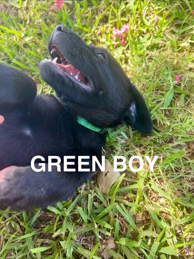 Labrador Retriever Puppies media 26