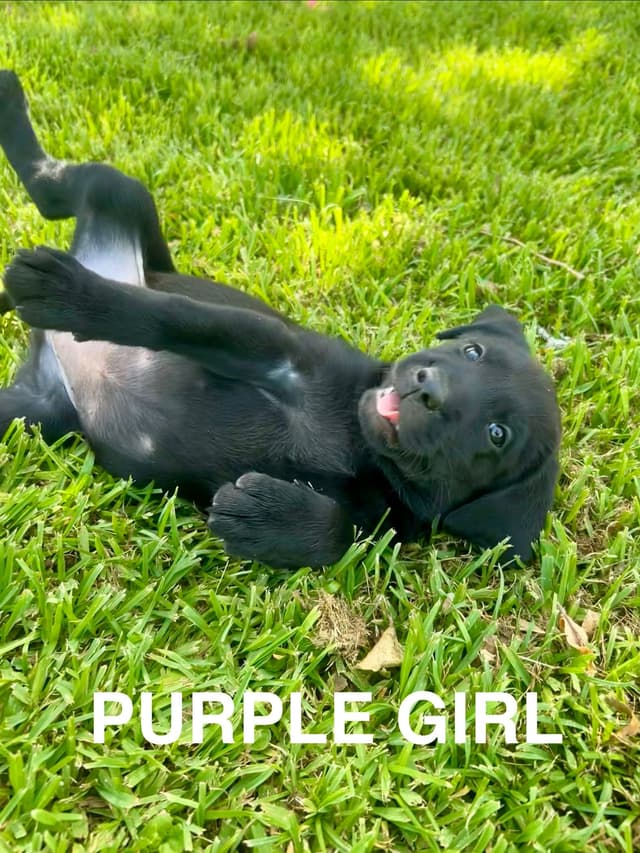 Labrador Retriever Puppies media 6