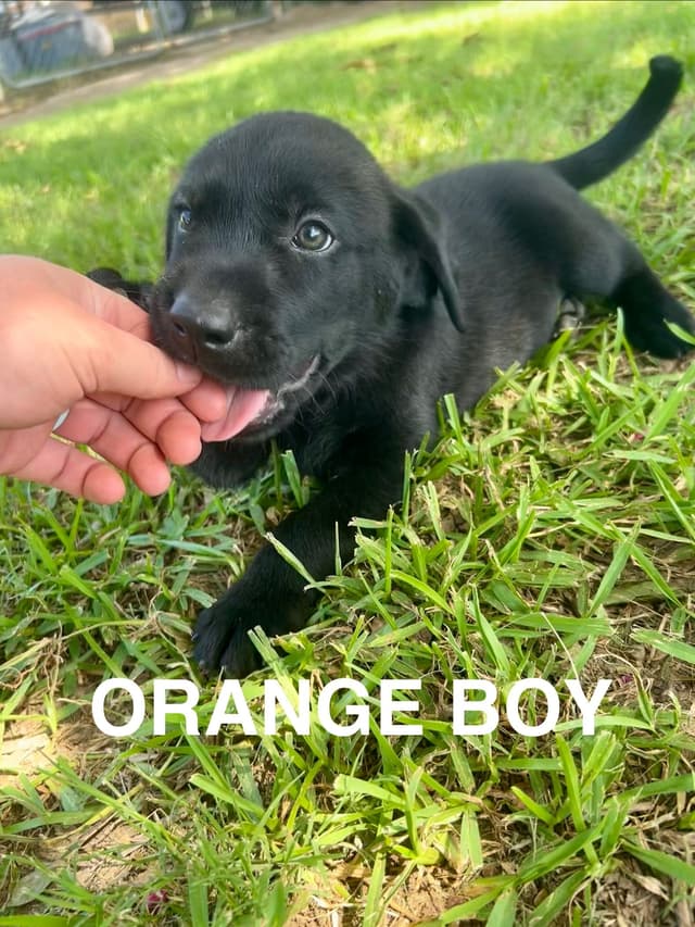 Labrador Retriever Puppies media 29