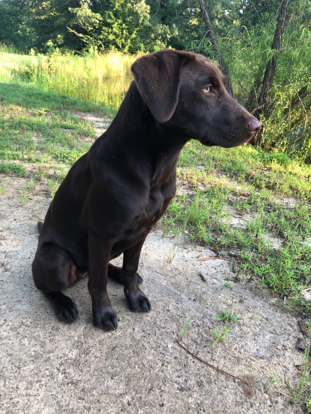 Labrador Retriever Puppies media 2