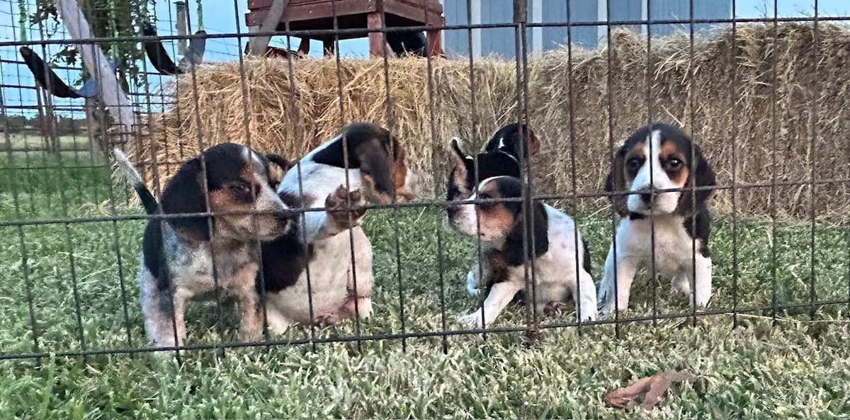 Beagle Puppies breeder image 1