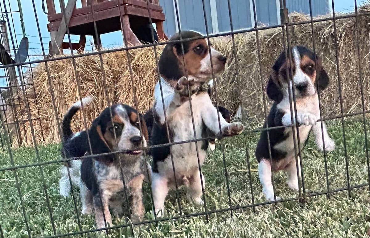 Beagle Puppies breeder image 6