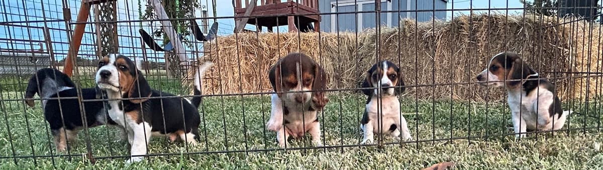 Beagle Puppies breeder image 7
