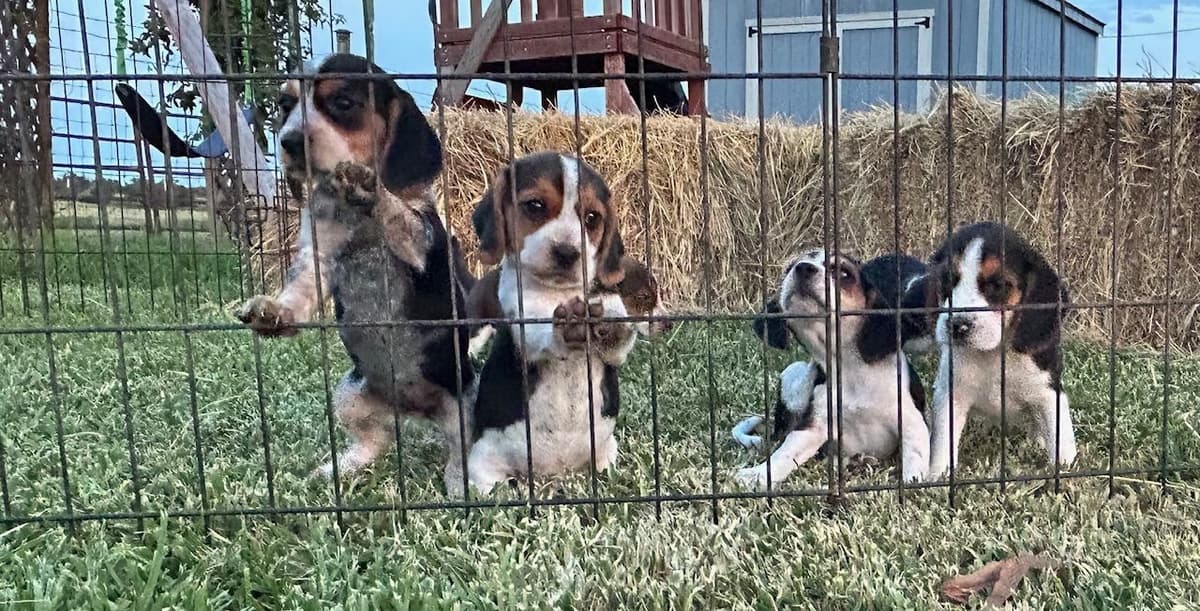 Beagle Puppies breeder image 10