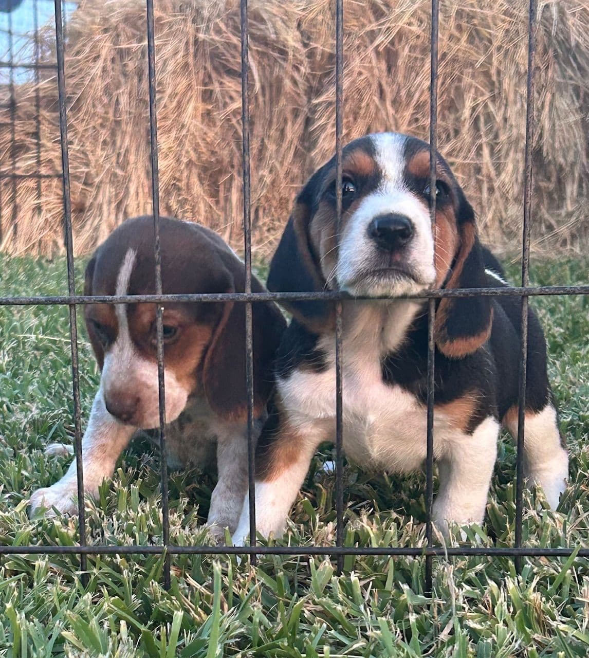 Beagle Puppies breeder image 12