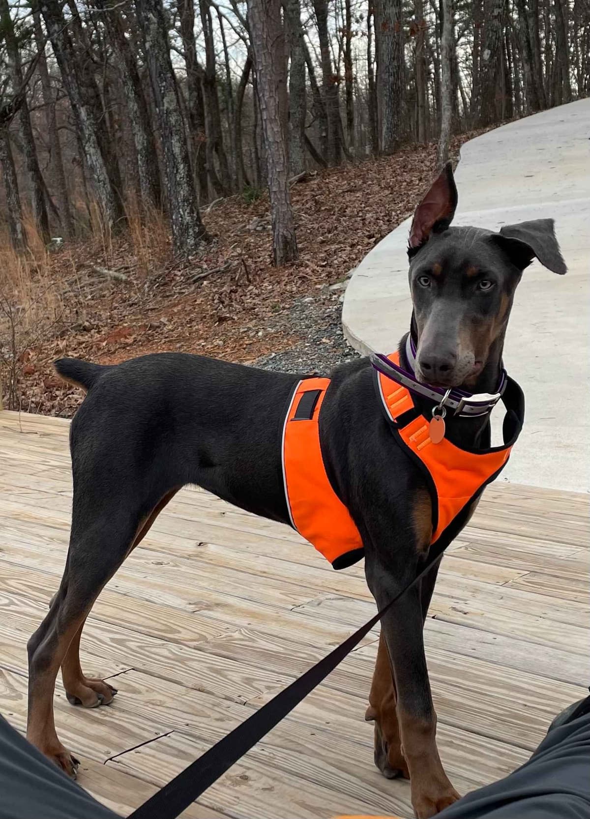 Doberman Pinscher Puppies breeder image 8