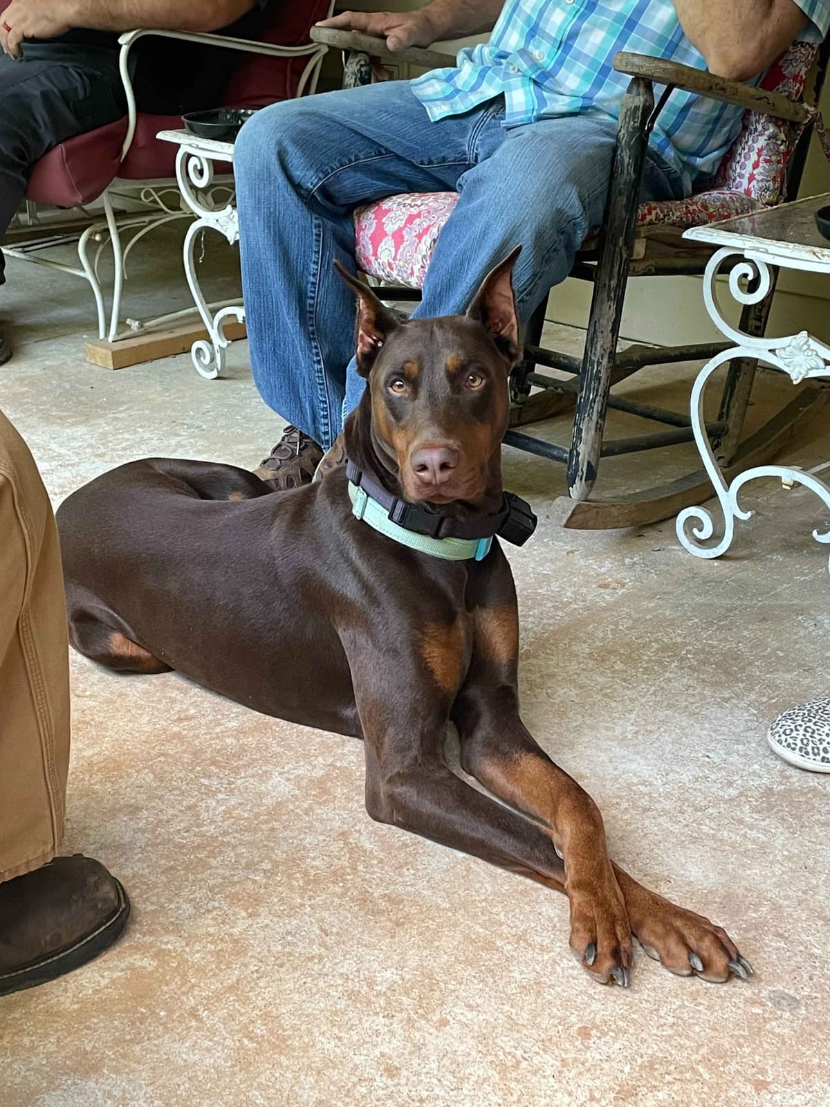 Doberman Pinscher Puppies breeder image 5
