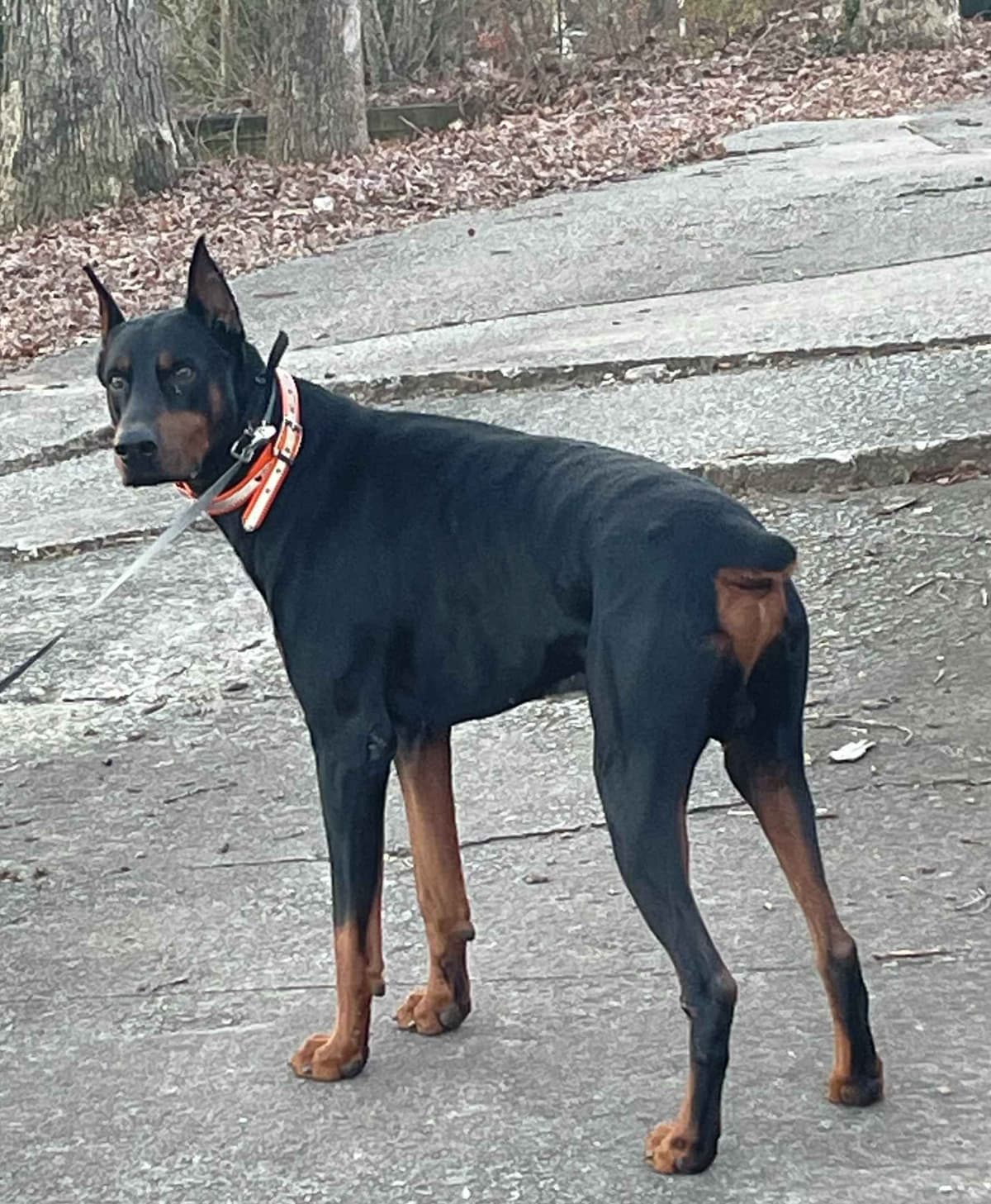 Doberman Pinscher Puppies breeder image 4