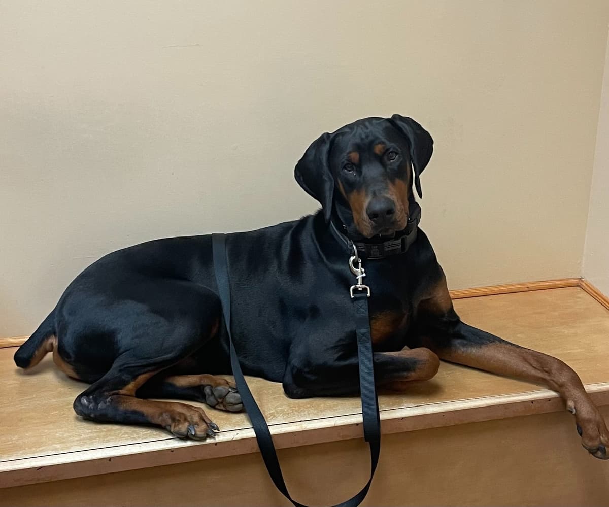 Doberman Pinscher Puppies breeder image 10