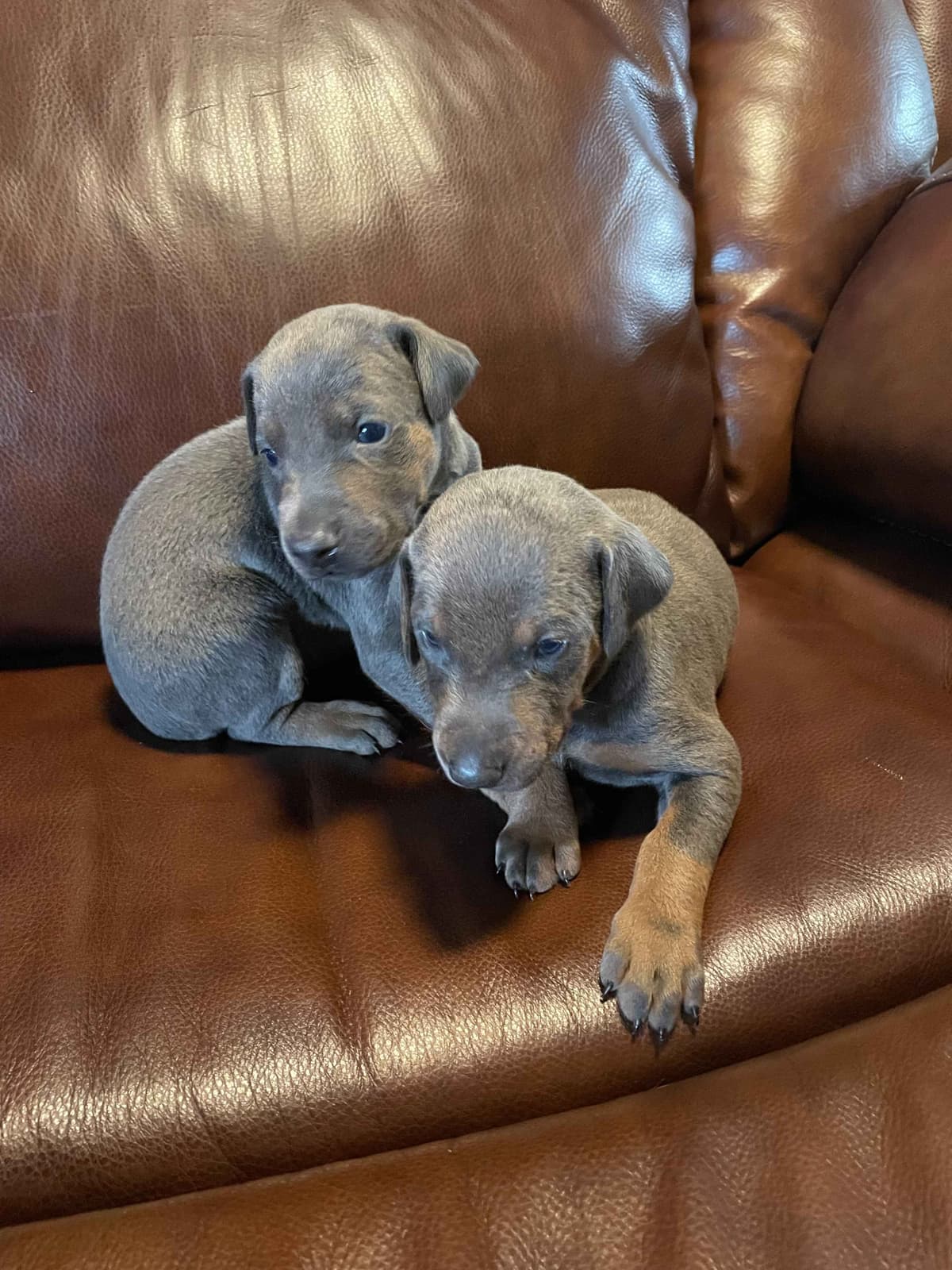 Doberman Pinscher Puppies breeder image 7