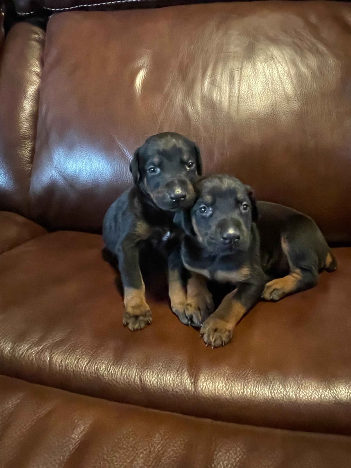 Doberman Pinscher Puppies breeder image 6