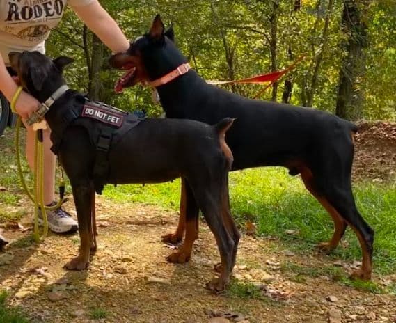 Doberman Pinscher Puppies breeder image 11
