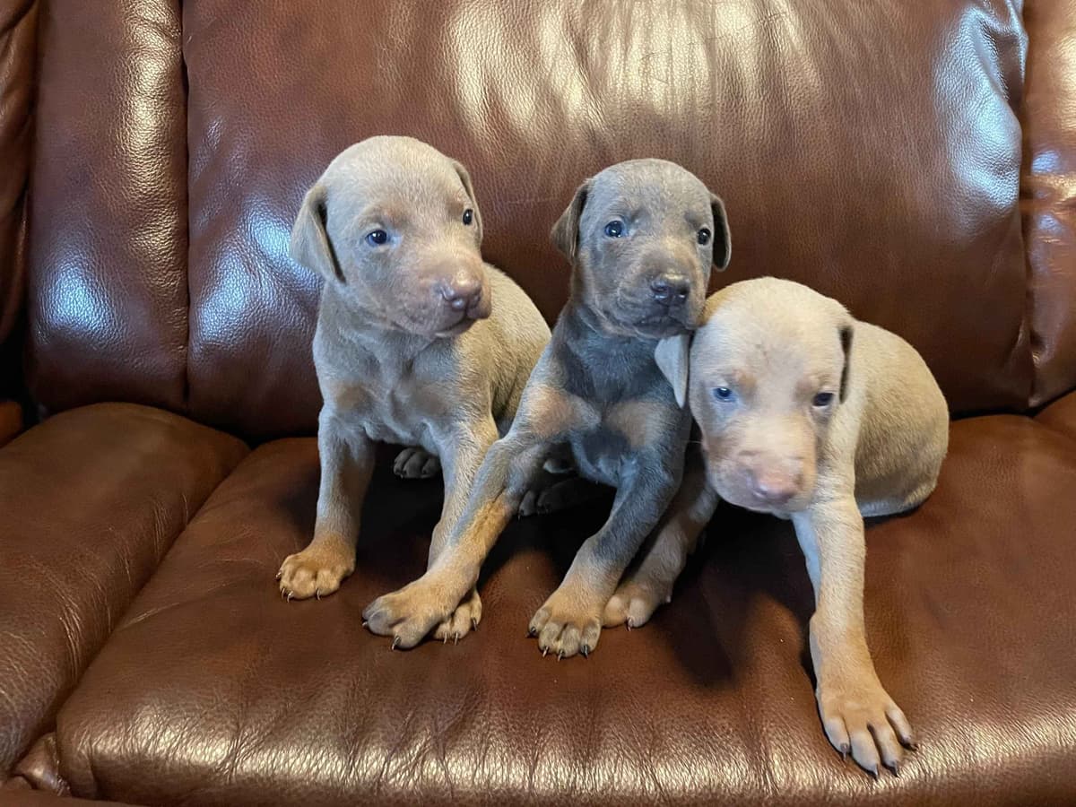 Doberman Pinscher Puppies breeder image 2